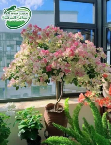 شتلات الزهور والعينات — حدائق الفرسان