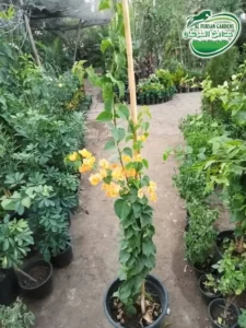 شتلات الزهور والعينات — حدائق الفرسان