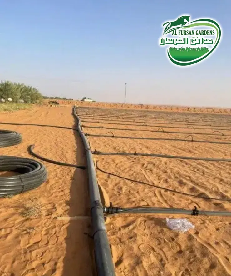 تمديد خطوط ري بالتنقيط فوق أرض رملية مجهزة للزراعة مع لفات خراطيم الري