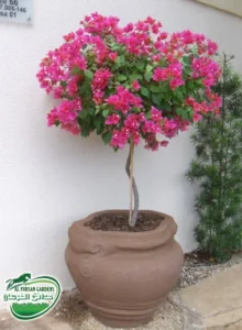 شتلات الزهور والعينات — حدائق الفرسان