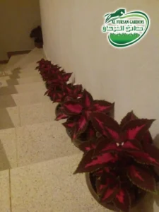 شتلات الزهور والعينات — حدائق الفرسان