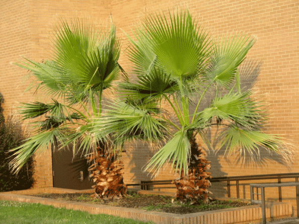أنواع النخيل — حدائق الفرسان