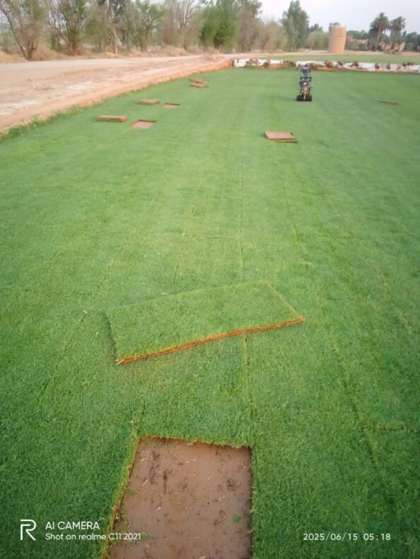 عشب صناعي حي المروج